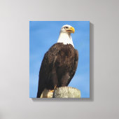Bald Eagle Portrait Canvas Wrap (Voorkant)