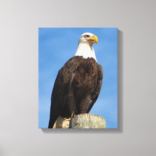 Bald Eagle Portrait Canvas Wrap (Voorkant)