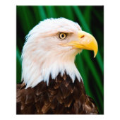 Bald Eagle Portrait Foto Afdruk (Voorkant)