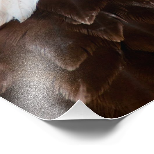 Bald Eagle Portrait Foto Afdruk (Hoek)