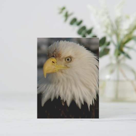 Bald Eagle Portrait Foto Briefkaart (Staand voorkant)