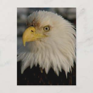 Bald Eagle Portrait Foto Briefkaart