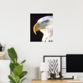 Bald Eagle Portrait, Haliaeetus leucocephalus, Poster (Thuiskantoor)