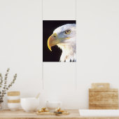 Bald Eagle Portrait, Haliaeetus leucocephalus, Poster (Keuken)