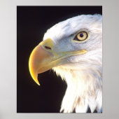 Bald Eagle Portrait, Haliaeetus leucocephalus, Poster (Voorkant)
