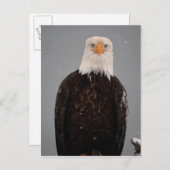 Bald Eagle Portrait in the Snow, Haliaeetus Briefkaart (Voorkant / Achterkant)