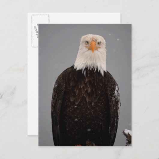 Bald Eagle Portrait in the Snow, Haliaeetus Briefkaart (Voorkant / Achterkant)