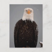 Bald Eagle Portrait in the Snow, Haliaeetus Briefkaart (Voorkant)
