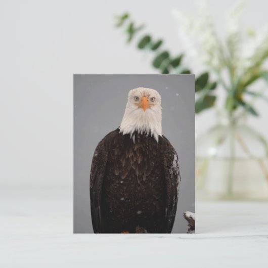 Bald Eagle Portrait in the Snow, Haliaeetus Briefkaart (Staand voorkant)