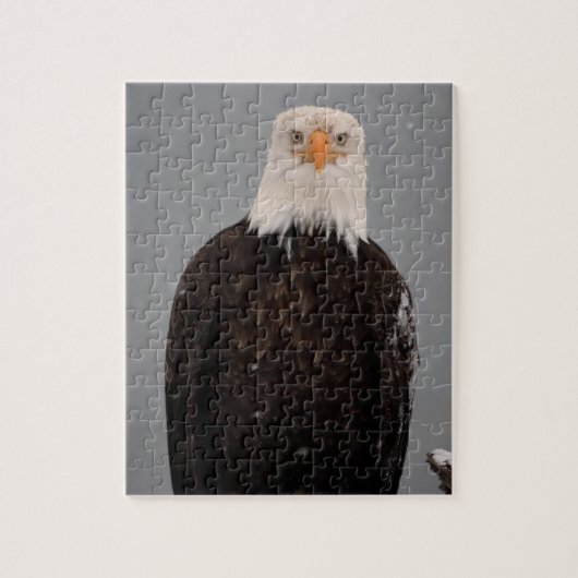 Bald Eagle Portrait in the Snow, Haliaeetus Legpuzzel (Verticaal)