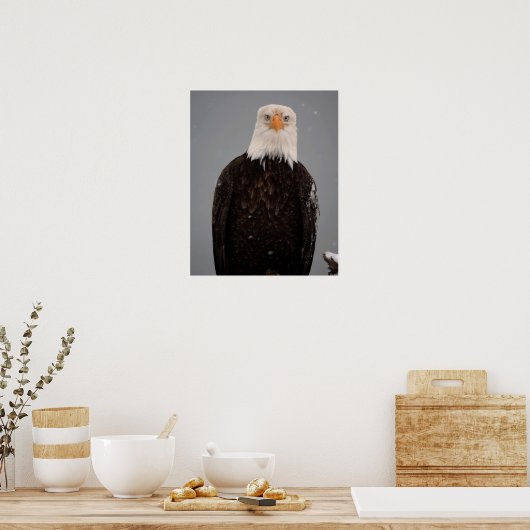 Bald Eagle Portrait in the Snow, Haliaeetus Poster (Keuken)