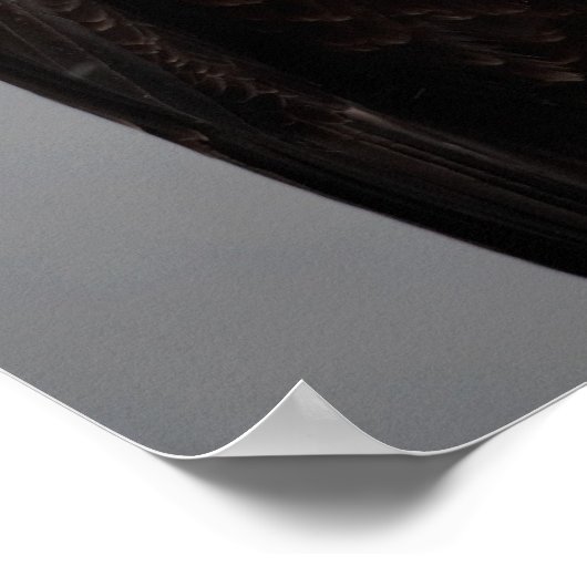 Bald Eagle Portrait in the Snow, Haliaeetus Poster (Hoek)