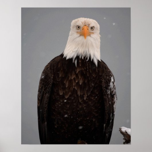 Bald Eagle Portrait in the Snow, Haliaeetus Poster (Voorkant)
