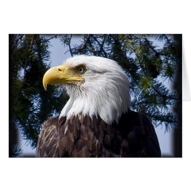 Bald Eagle Portrait - Kaart (Voorkant Horizontaal)