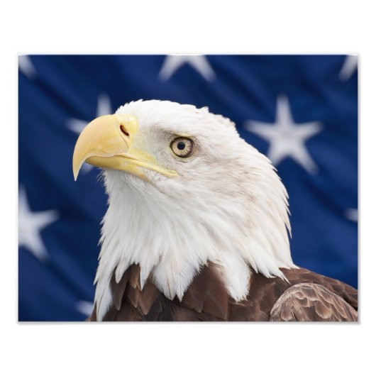 Bald Eagle Portret met sterren Foto Afdruk (Voorkant)