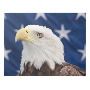 Bald Eagle Portret met sterren Notitieblok