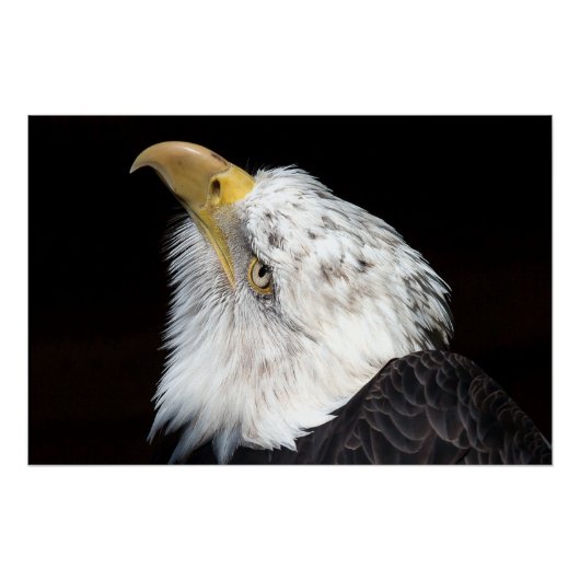Bald Eagle Portriat Perfect Poster (Voorkant)