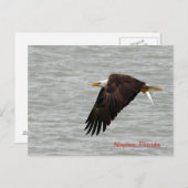 Bald Eagle Post Card Briefkaart (Voorkant / Achterkant)