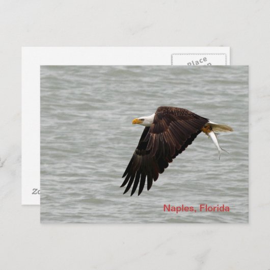 Bald Eagle Post Card Briefkaart (Voorkant / Achterkant)