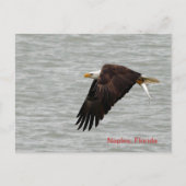 Bald Eagle Post Card Briefkaart (Voorkant)