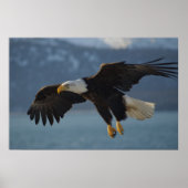 Bald Eagle Poster (Voorkant)