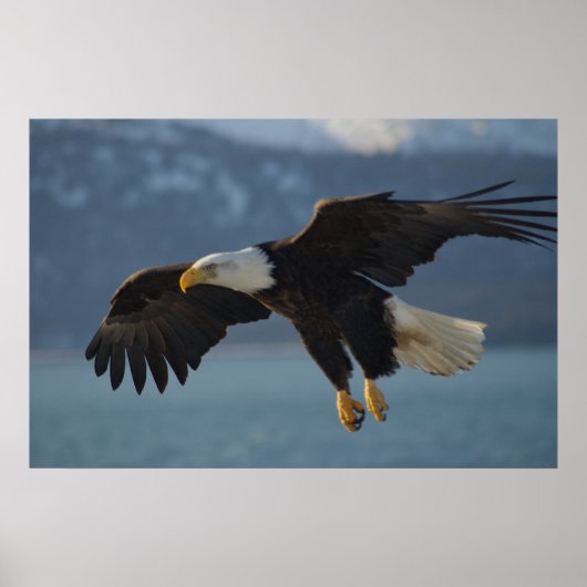 Bald Eagle Poster (Voorkant)