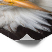 Bald eagle poster (Hoek)