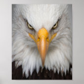 Bald eagle poster (Voorkant)