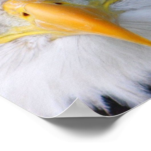 Bald Eagle Poster (Hoek)