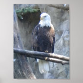 Bald Eagle Poster (Voorkant)