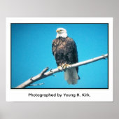 Bald Eagle Poster (Voorkant)