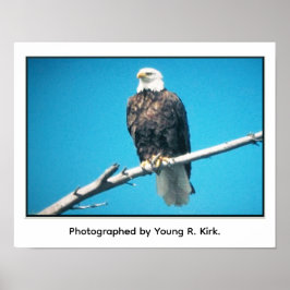 Bald Eagle Poster