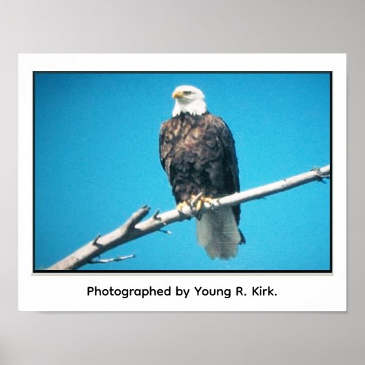 Bald Eagle Poster (Voorkant)