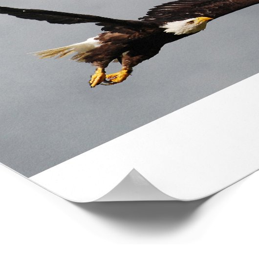 Bald Eagle Poster (Hoek)