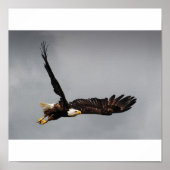 Bald Eagle Poster (Voorkant)