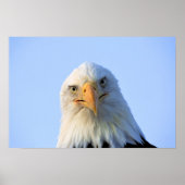 Bald Eagle poster (Voorkant)