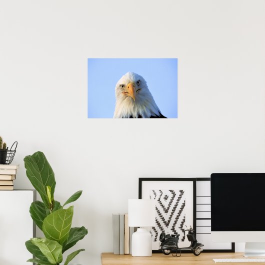 Bald Eagle poster (Thuiskantoor)