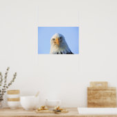 Bald Eagle poster (Keuken)