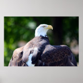Bald Eagle Poster (Voorkant)