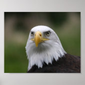 bald eagle poster (Voorkant)