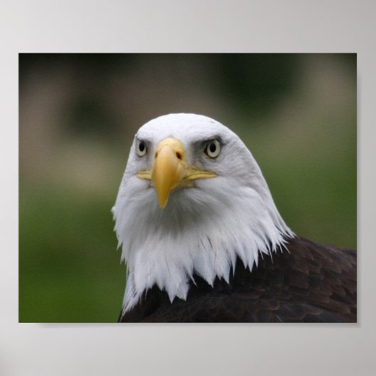 bald eagle poster (Voorkant)