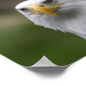 bald eagle poster (Hoek)