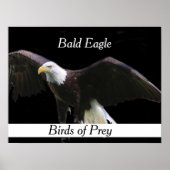 Bald Eagle Poster (Voorkant)