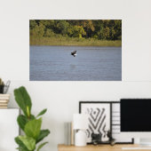 Bald Eagle Poster (Thuiskantoor)
