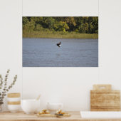 Bald Eagle Poster (Keuken)