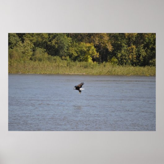Bald Eagle Poster (Voorkant)