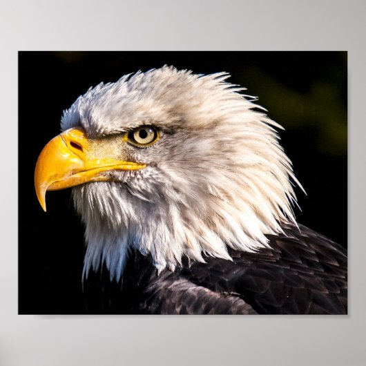 Bald Eagle Poster (Voorkant)