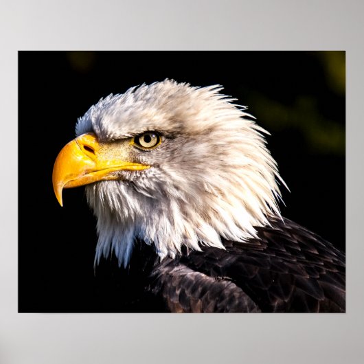 Bald Eagle Poster (Voorkant)