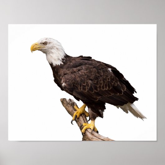 Bald Eagle Poster (Voorkant)