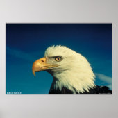 Bald Eagle Poster (Voorkant)